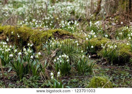 Early Spring Snowflake Flowers