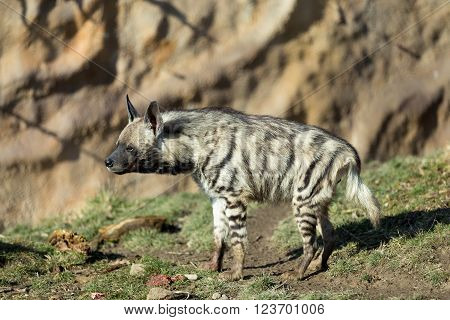 Striped Hyena (hyaena Hyaena)