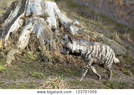 Striped Hyena (hyaena Hyaena)