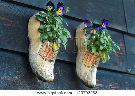 Traditional Dutch wooden clogs klompen using as garden pot for flowering pansy plants