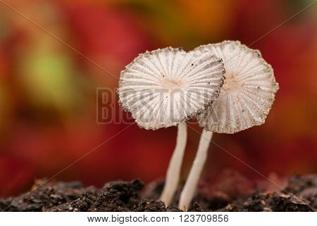 Two Parasol mushrooms Coprinus plicatilis in garden
** Note: Shallow depth of field