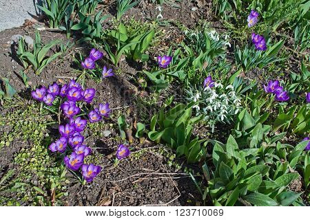 Flowerbed With Crocus