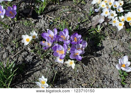 Flowerbed With Crocus