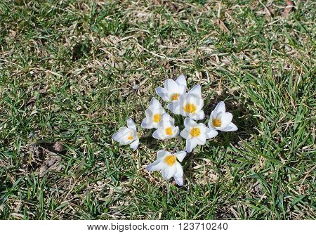 Flowerbed With Crocus