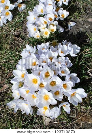 Flowerbed With Crocus