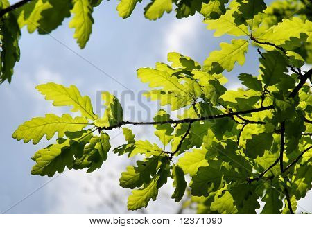 Schöne grüne Blätter