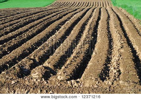 orba hnědé pozadí