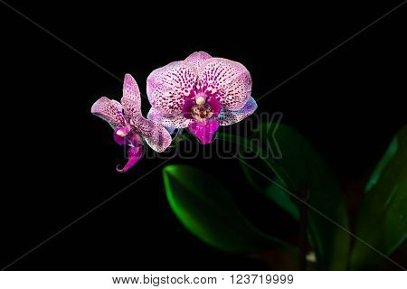 Orchid on a black background. background, flowers
