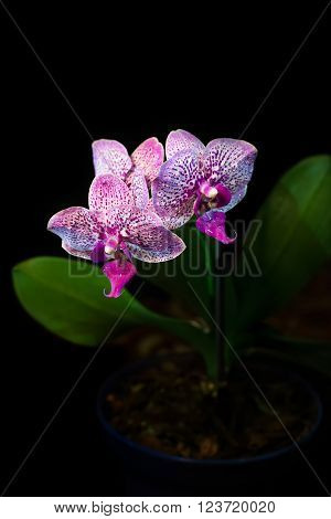 Orchid on a black background. background, flowers