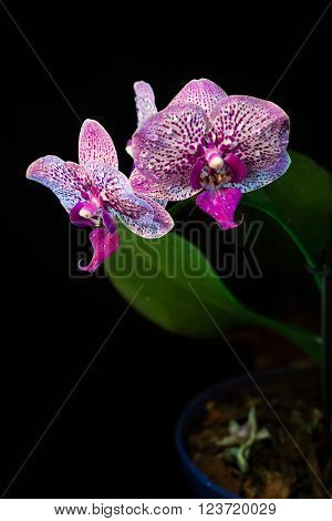 Orchid on a black background. background, flowers