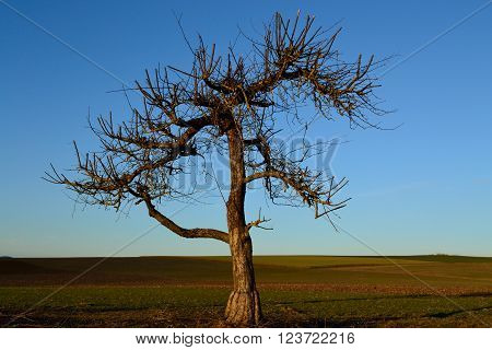 freshly cut old fruit tree - landscape