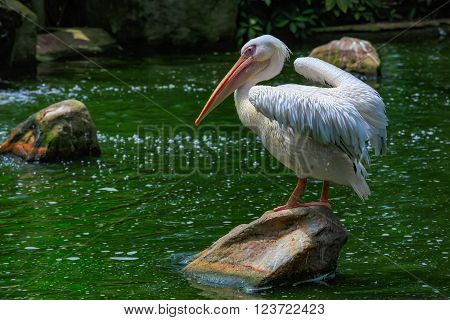 Graet White pelican, Pelicanus onocrotalus, KL Bird Park