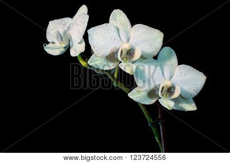 Orchid on a black background. background, flowers