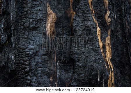 Background close-up of burned wood, charred wood texture