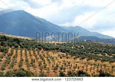 View across olive groves towards the mountains near Periana Costa del Sol Malaga Province Andalusia Spain Western Europe.

Province: Malaga. 

Town: Near Periana. 

Subject: Olive groves. Axarquia.