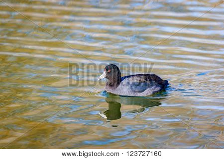 American Coot swim in the lake, with reflection in water.