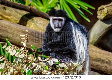 Black-and-white Colobus Monkey