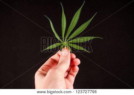 Blooming Cannabis Marijuana Green Ripe Buds Flowers