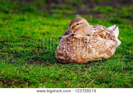 Female Mallard Duck