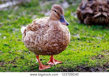 Female Mallard Duck