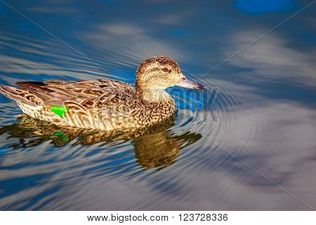 A female mallard duck swims in the lake.
** Note: Visible grain at 100%, best at smaller sizes