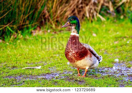 Male Mallard Duck