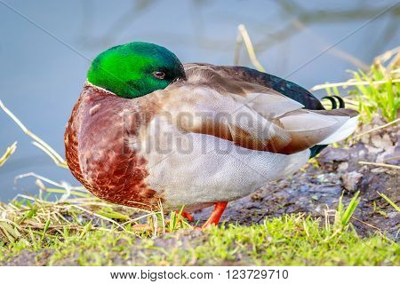 A Male Mallard duck rests by the lake.