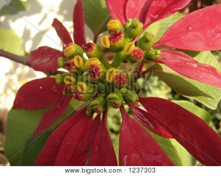 rote Blume