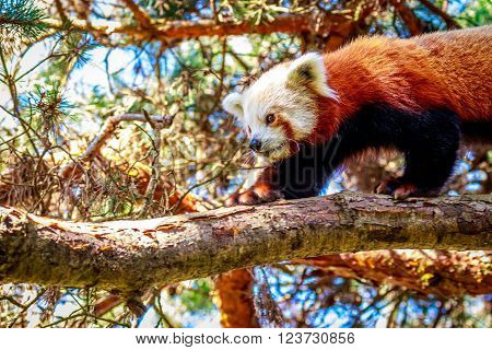 Red Panda On Tree Branch
