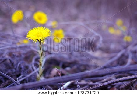 Spring flowers in the forest , on the morning rasvete