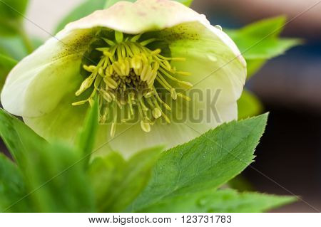 Spring flowers in the forest , on the morning rasvete