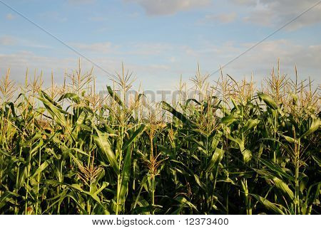 Nærbillede af en ung majs plante