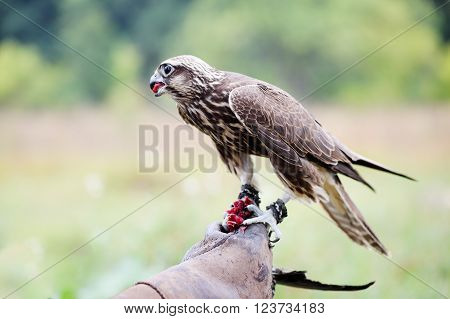 Saker Falcon sits on a glove, close-up