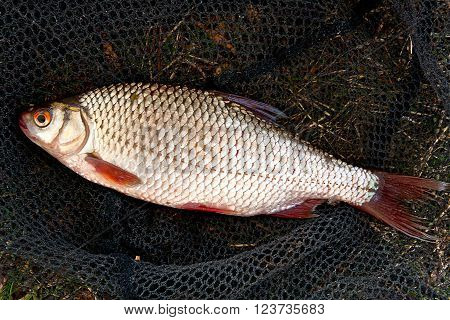 Close Up View Of The Roach Fish Just Taken From The Water.