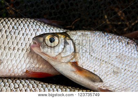 Close Up View Of The Common Bream Fish Just Taken From The Water.