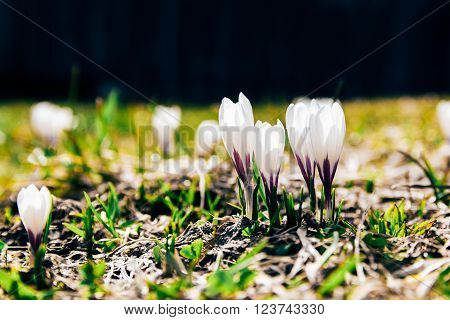 crocus wood farmhouse garden gardening rural spring