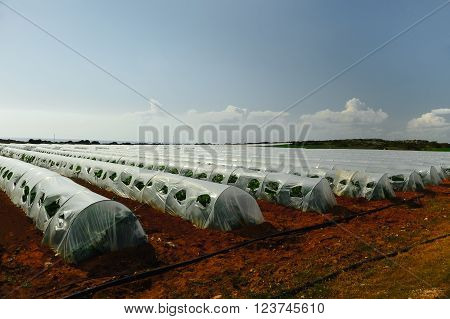Organic growing with optimization of resources. Water dripping system in cheap PVC greenhouse.