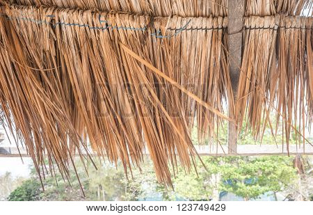 Thatched Roof