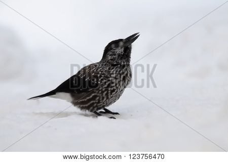 Spotted nutcracker (Nucifraga caryocatactes) in snow. Moscow region Russia