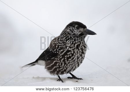 Spotted nutcracker (Nucifraga caryocatactes) in snow. Moscow region Russia
