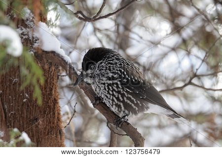 Perching Spotted nutcracker (Nucifraga caryocatactes) in winter forest. Moscow region Russia