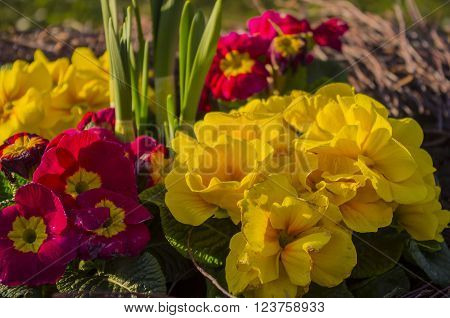 Yellow and red flowers with a bumblebee