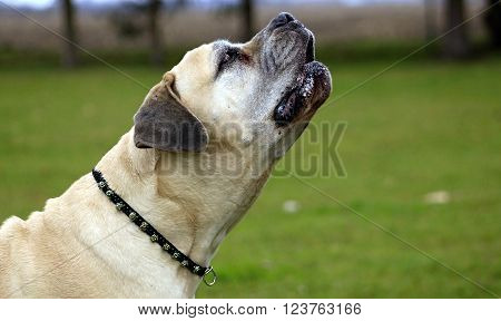 Boerboel