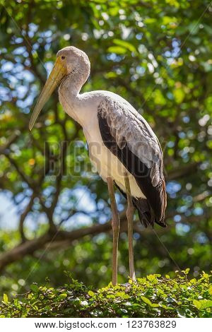 Yellw billed stork in Kuala Lumpur, Malaysia