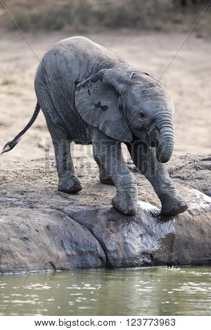 Breeding herd of elephant drinking water at small pond