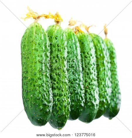Fresh raw Cucumber isolated over white background close up
