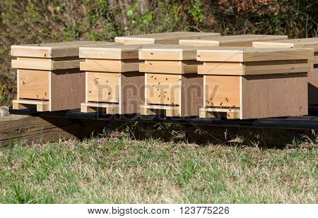 New honey bee nucleus hives in an apiary in late afternoon sunshine in spring.