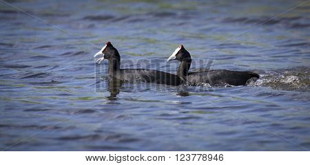 Two red knobbed Coots chasing each other in a courtship