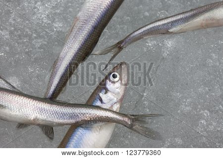 group of fresh smelt fish on the snow