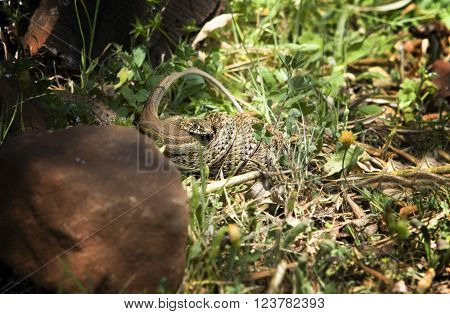 Snake attacking a lizard Alor Mountain Range Extremadura Spain